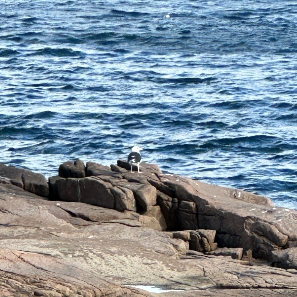 MAINE 